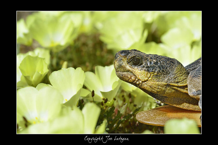 Tortoise in Flowers Namaqualand